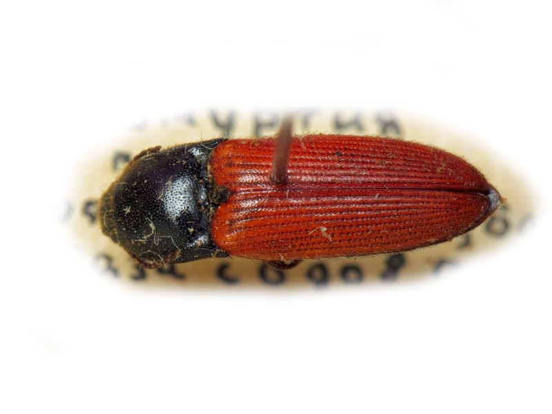 Ampedus (Ampedus) pomonae (Stephens, 1830)